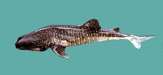 Image result for Rhincodon typus