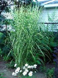 Image result for Miscanthus sinensis Zebrina