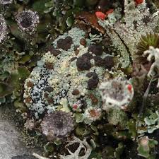 Attēlu rezultāti vaicājumam “Trapeliopsis granulosa”