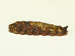 Attēlu rezultāti vaicājumam “Syrphus sp. larva”