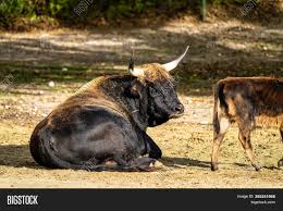 Attēlu rezultāti vaicājumam “Bos primigenius taurus”