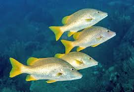 Image result for Lutjanus apodus