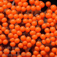 Attēlu rezultāti vaicājumam “Leocarpus fragilis”