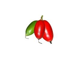 Attēlu rezultāti vaicājumam “Rosa majalis fruit”