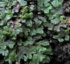 Attēlu rezultāti vaicājumam “Riccia rhenana”