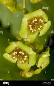 Attēlu rezultāti vaicājumam “Ribes rubrum flower”