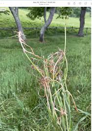 Attēlu rezultāti vaicājumam “Holcus lanatus  fruit”