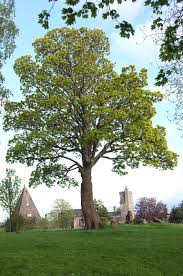 Attēlu rezultāti vaicājumam “Acer pseudoplatanus”
