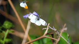 Attēlu rezultāti vaicājumam “Anthocharis cardamines male”