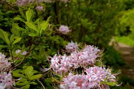 Attēlu rezultāti vaicājumam “Rhododendron periclymenoides flower”