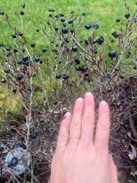 Attēlu rezultāti vaicājumam “Prunus spinosa fruit”
