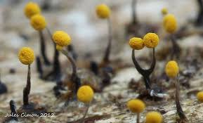 Attēlu rezultāti vaicājumam “Physarum viride macro”