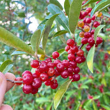 Attēlu rezultāti vaicājumam “Comatricha ellae macro”