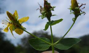 Attēlu rezultāti vaicājumam “Hypericum maculatum”