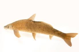 Image result for Cycleptus elongatus