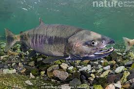 Image result for Oncorhynchus keta