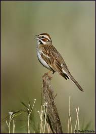 Image result for Chondestes grammacus