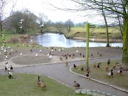 Image result for Garstang Cc