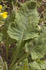 Image result for Primula veris