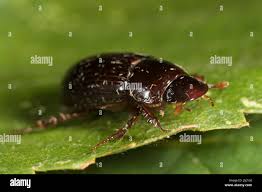 Attēlu rezultāti vaicājumam “Aphodius subterraneus imago”