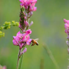 Attēlu rezultāti vaicājumam “Onobrychis arenaria fruit”