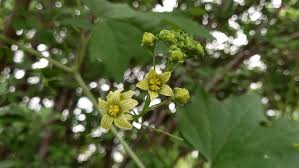 Attēlu rezultāti vaicājumam “Bryonia alba leaf”
