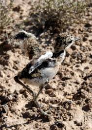 Image result for Charadrius asiaticus