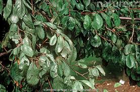 Attēlu rezultāti vaicājumam “Prunus domestica subsp. domestica leaf”