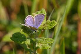 Attēlu rezultāti vaicājumam “Everes argiades”