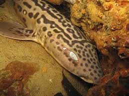 Image result for Poroderma pantherinum