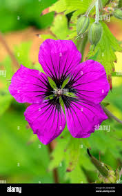 Image result for Geranium `Sandrine`