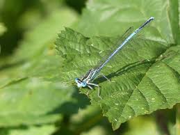 Attēlu rezultāti vaicājumam “Platycnemis pennipes male”