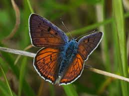 Attēlu rezultāti vaicājumam “Lycaena alciphron male”