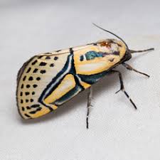 Attēlu rezultāti vaicājumam “Nolidae”