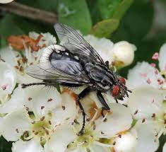 Attēlu rezultāti vaicājumam “Sarcophaga carnaria”