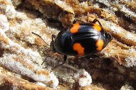 Attēlu rezultāti vaicājumam “Scaphidium quadrimaculatum”