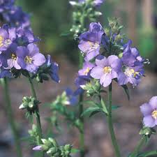 Attēlu rezultāti vaicājumam “Polemonium caeruleum leaf”