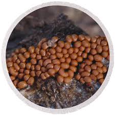 Attēlu rezultāti vaicājumam “Trichia scabra”