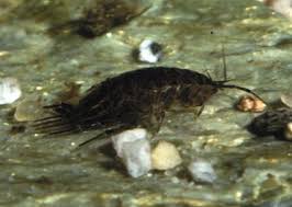 Attēlu rezultāti vaicājumam “Asellus aquaticus”