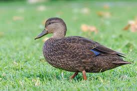 Image result for Anas rubripes