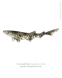 Image result for Scyliorhinus stellaris