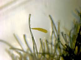 Attēlu rezultāti vaicājumam “Saelania glaucescens sporophyte”