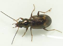 Attēlu rezultāti vaicājumam “Bembidion sp.”