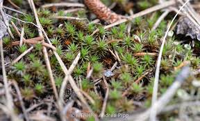 Attēlu rezultāti vaicājumam “Polytrichum juniperinum”