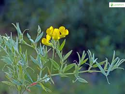 Attēlu rezultāti vaicājumam “Lathyrus pratensis flower”