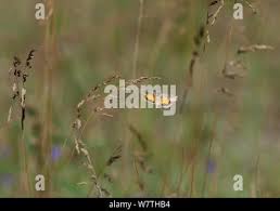 Attēlu rezultāti vaicājumam “Cryptocala chardinyi”