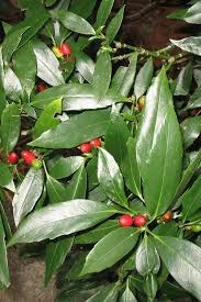 Attēlu rezultāti vaicājumam “Euura acutifoliae”