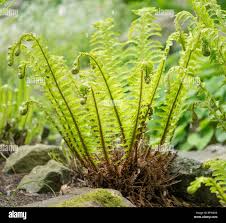 Attēlu rezultāti vaicājumam “Polystichum aculeatum”
