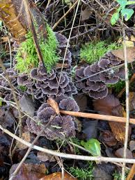 Attēlu rezultāti vaicājumam “Thelephora terrestris”