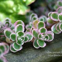 Attēlu rezultāti vaicājumam “Phedimus spurius leaf”